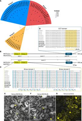 COL2-dependent photoperiodic floral induction in Nicotiana sylvestris seems to be lost in the N. sylvestris × N. tomentosiformis hybrid N. tabacum
